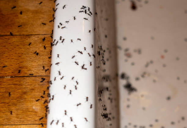 Best Emergency Pest Control  in Demarest, NJ